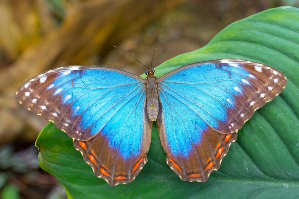 Butterfly wild camping