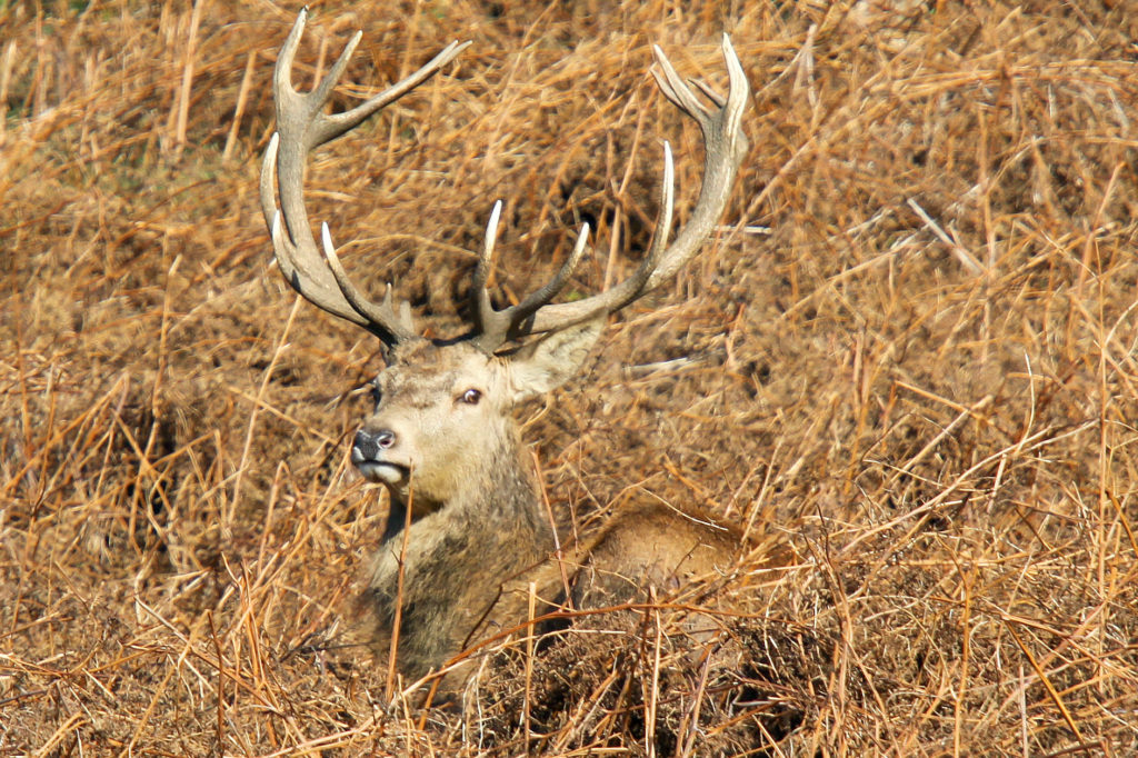 Margam Deer, Stag