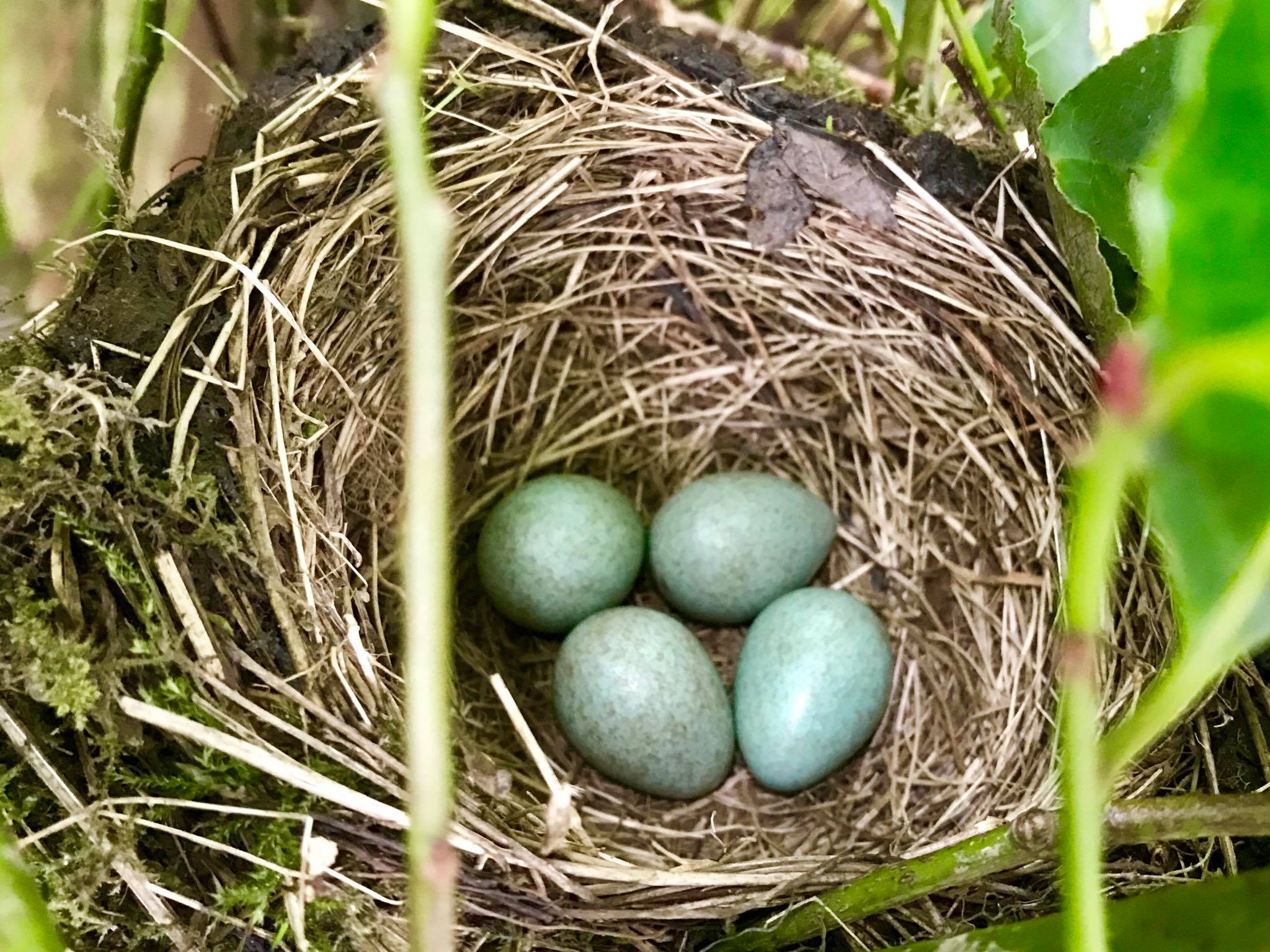 Nest with eggs, great wildlife available in our wild camping