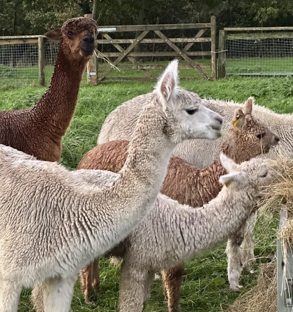 New family of Alpaca's in Margam Park's Farm Trail