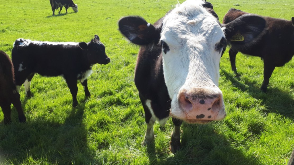 Aberdeen Angus and Hereford Cross Cows